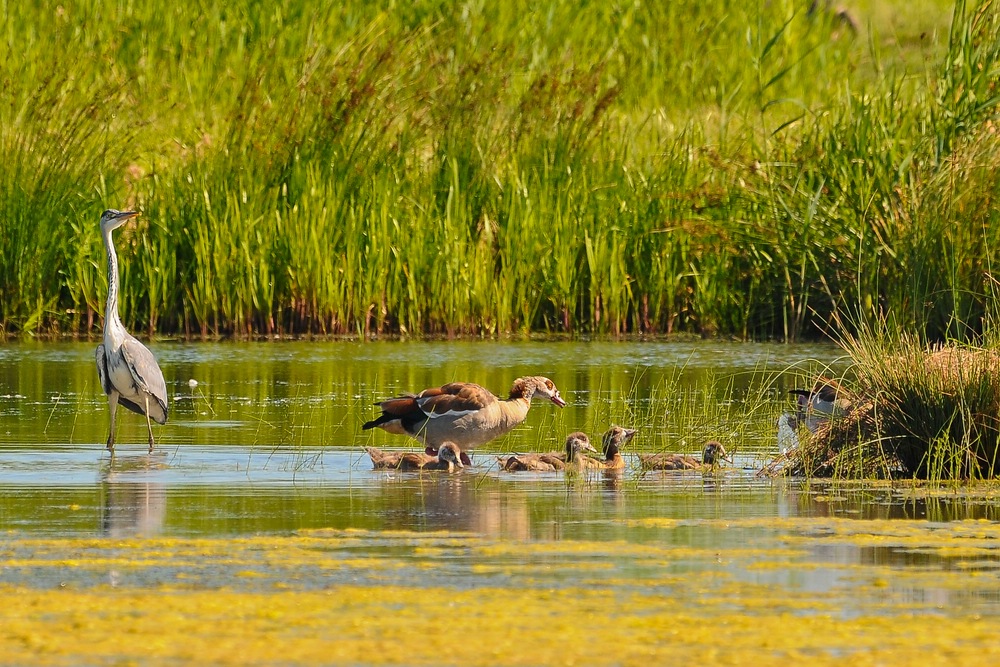 Nilgänse 2a