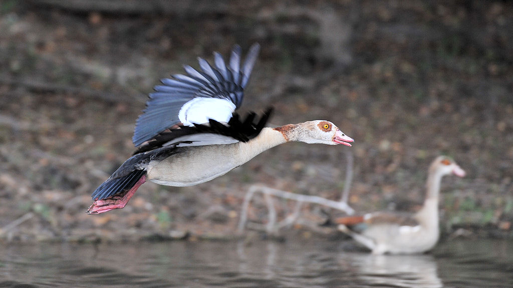 Nilgänse 
am Lufupa River, Kafue
4652