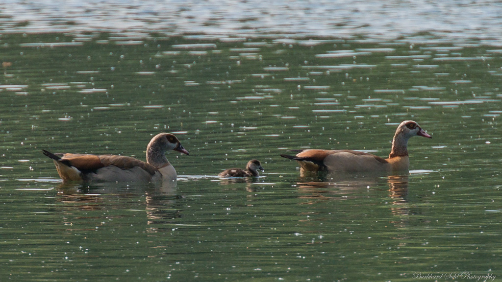 Nilgänse   KO3 1713 V2