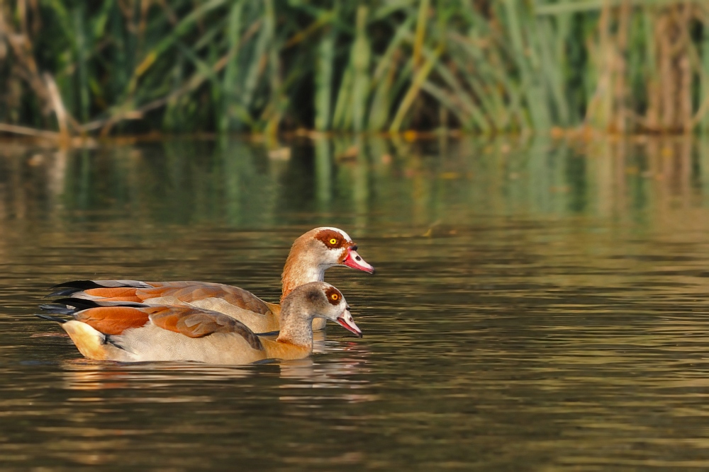 Nilgänse