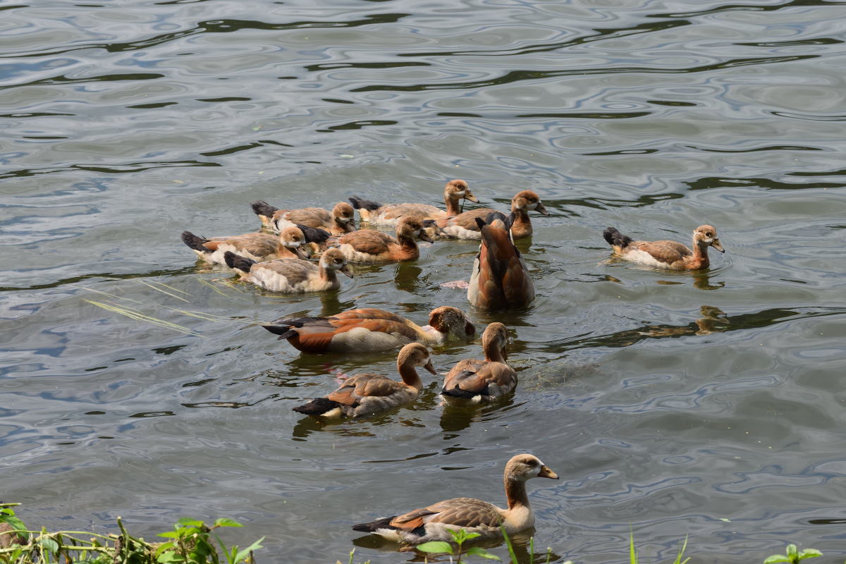 Nilgänse_00001DSC_0030.jpg