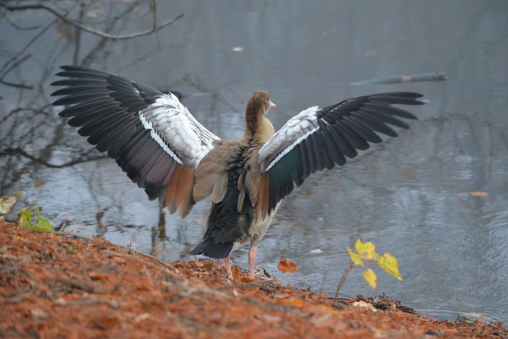 Nilgans 0862