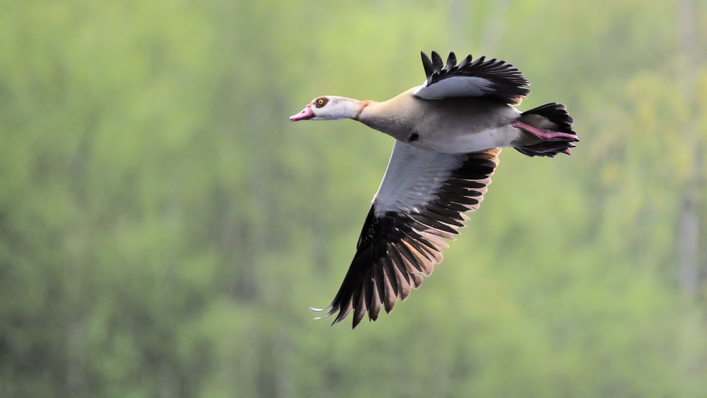 Nilgans 2013 1