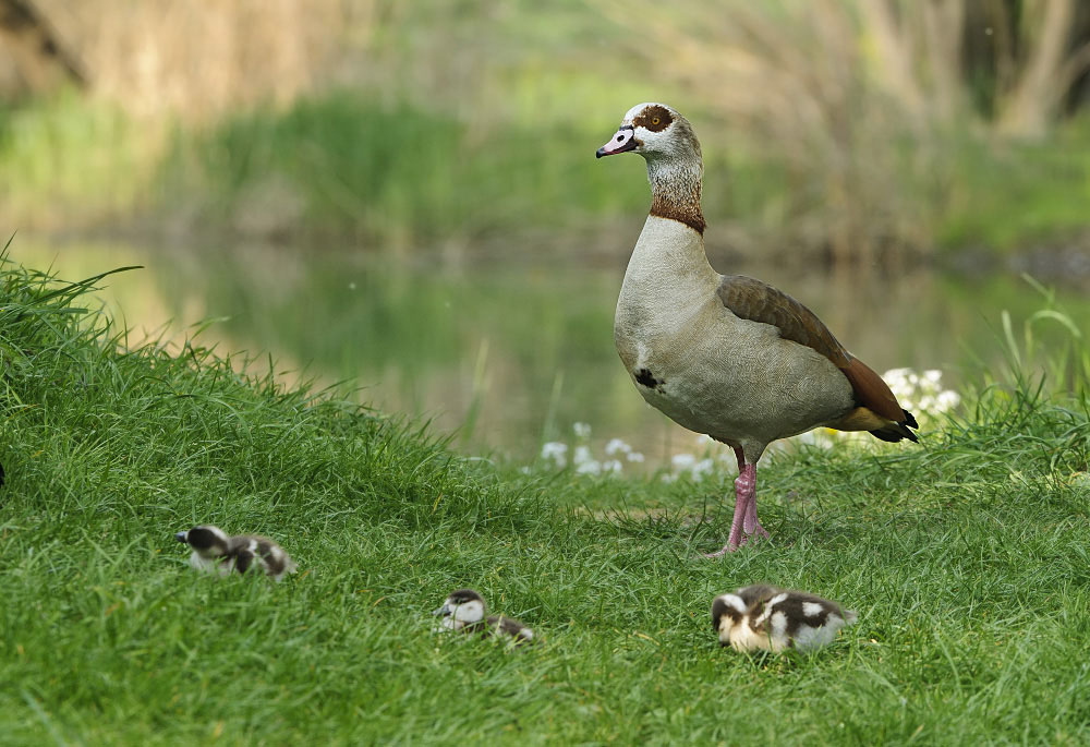 Nilgans DSC3187a