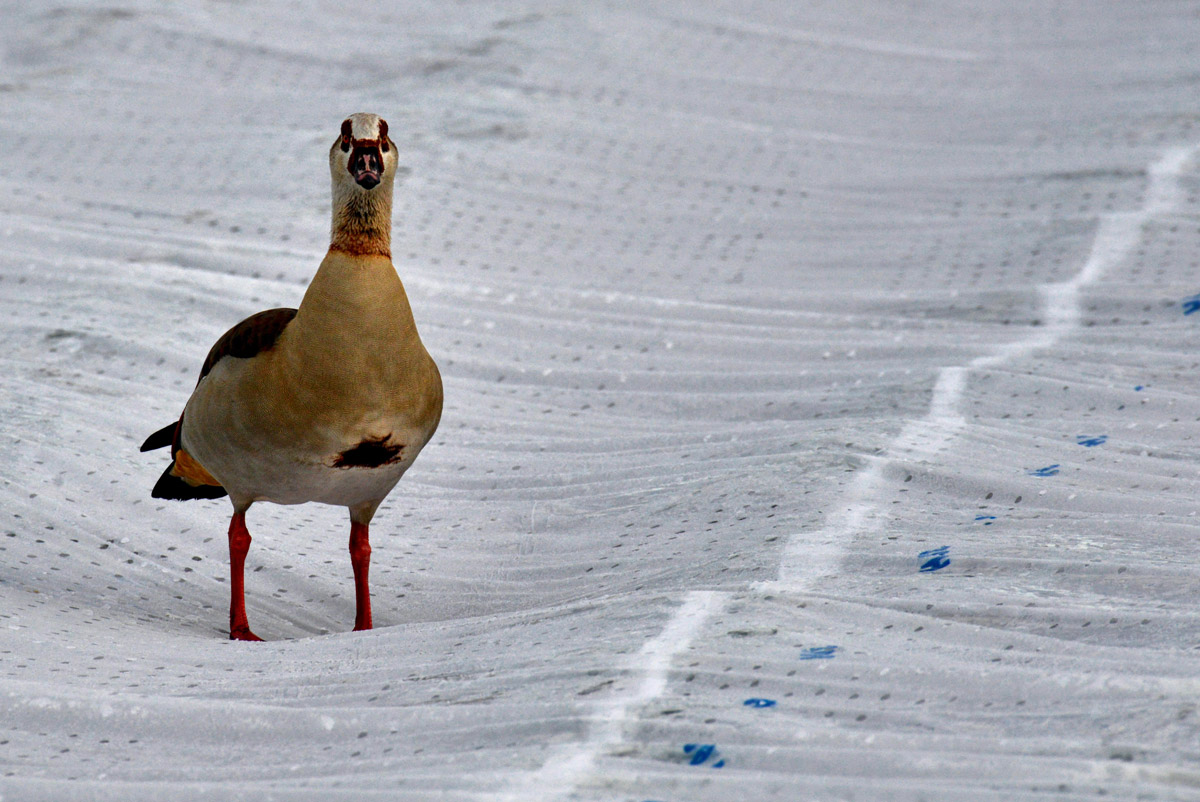 nilgans erbeerfeld