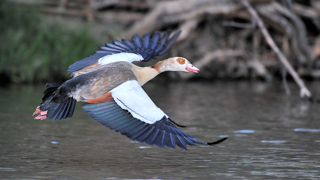 Nilgans
Lufupa River, Kafue
4655