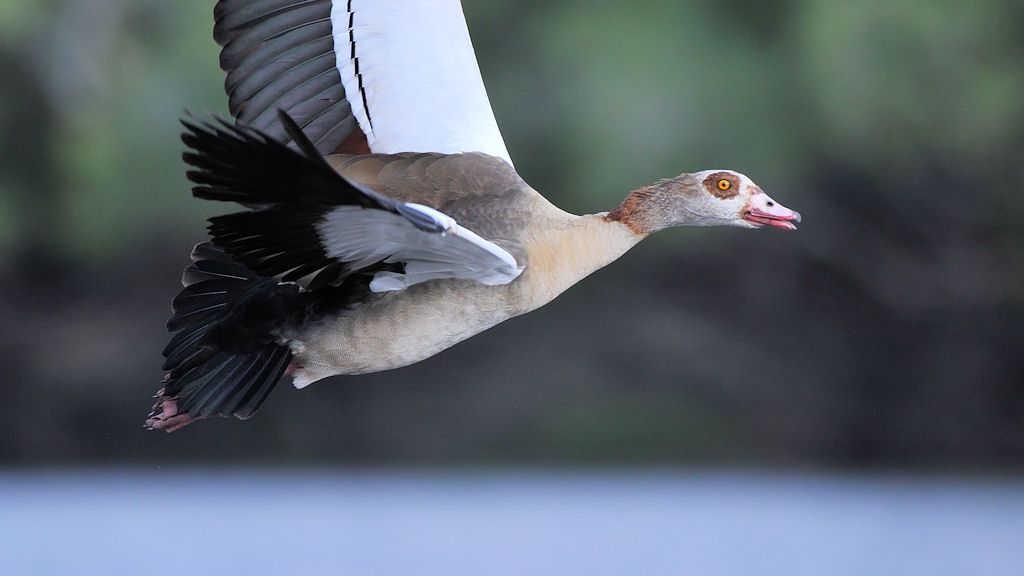 Nilgans
Lufupa River, Kafue
4664