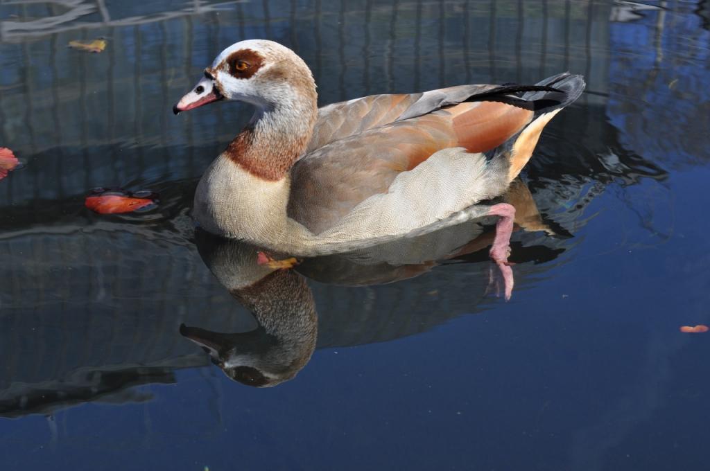 Nilgans