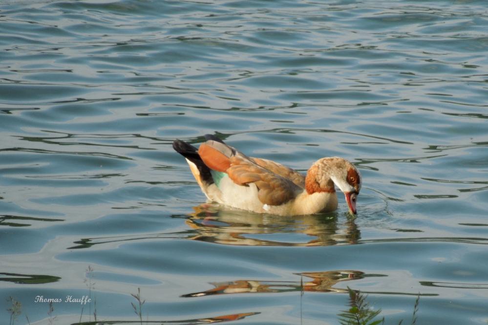 Nilgans