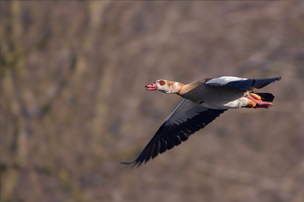 Nilgans0422