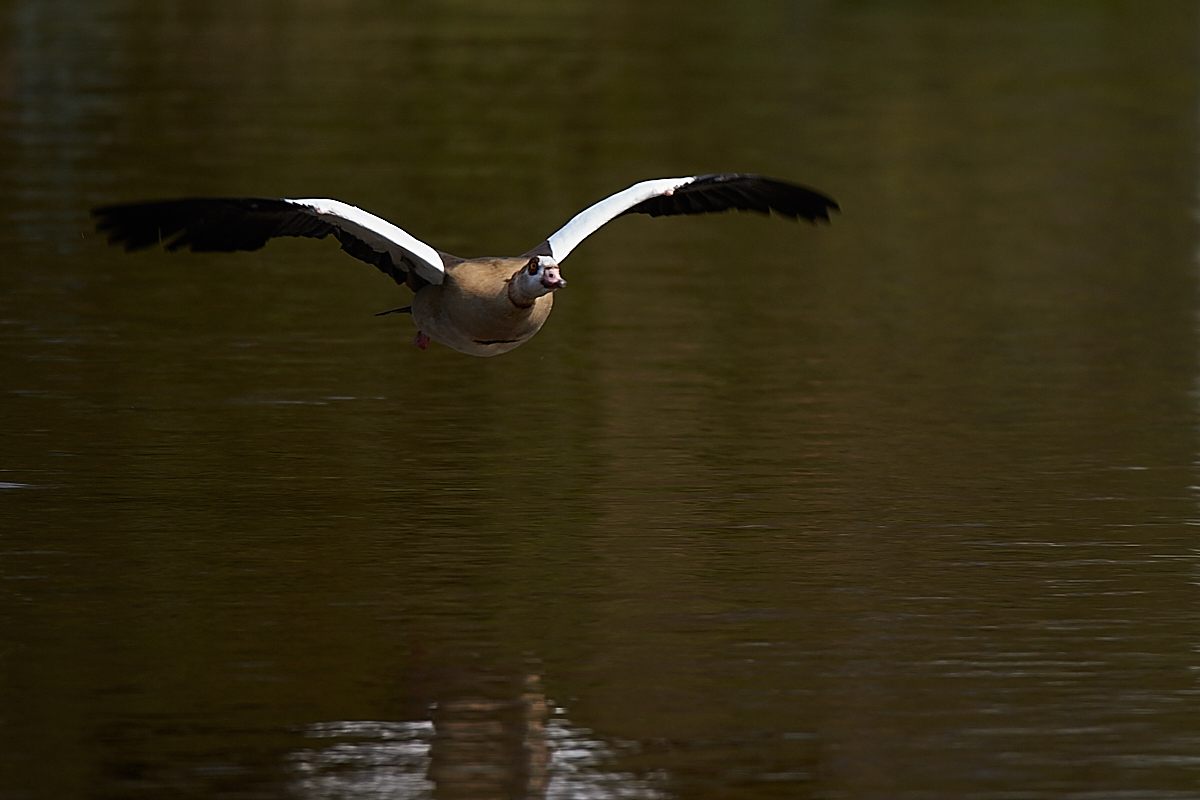 Nilgans406