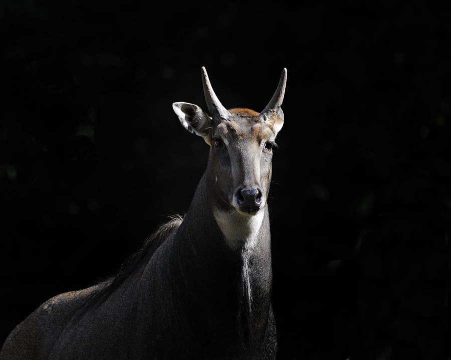 Nilgau-Antilope
Tiergarten Nürnberg 2010