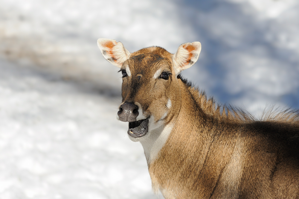 Nilgau-Antilope
Tiergarten Nürnberg