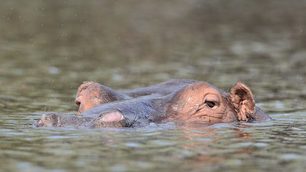 Nilpferd
im Lufupa River, Kafue
6866