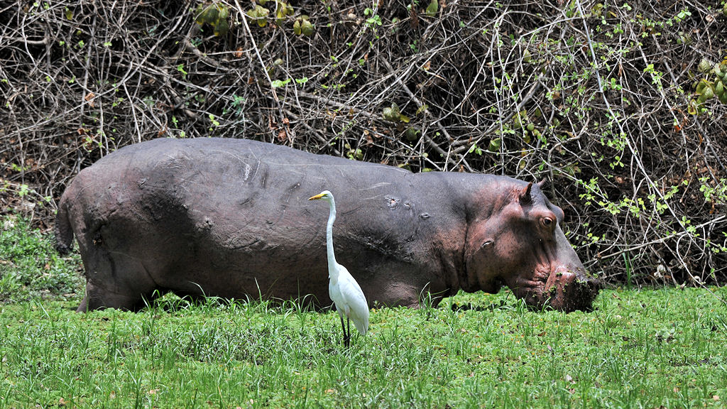 Nilpferd und Silberreiher im Nkwali Camp
7349
