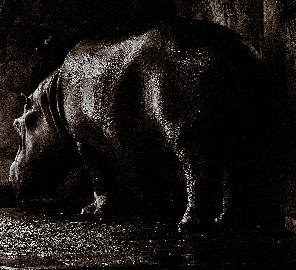 nilpferd3sepia