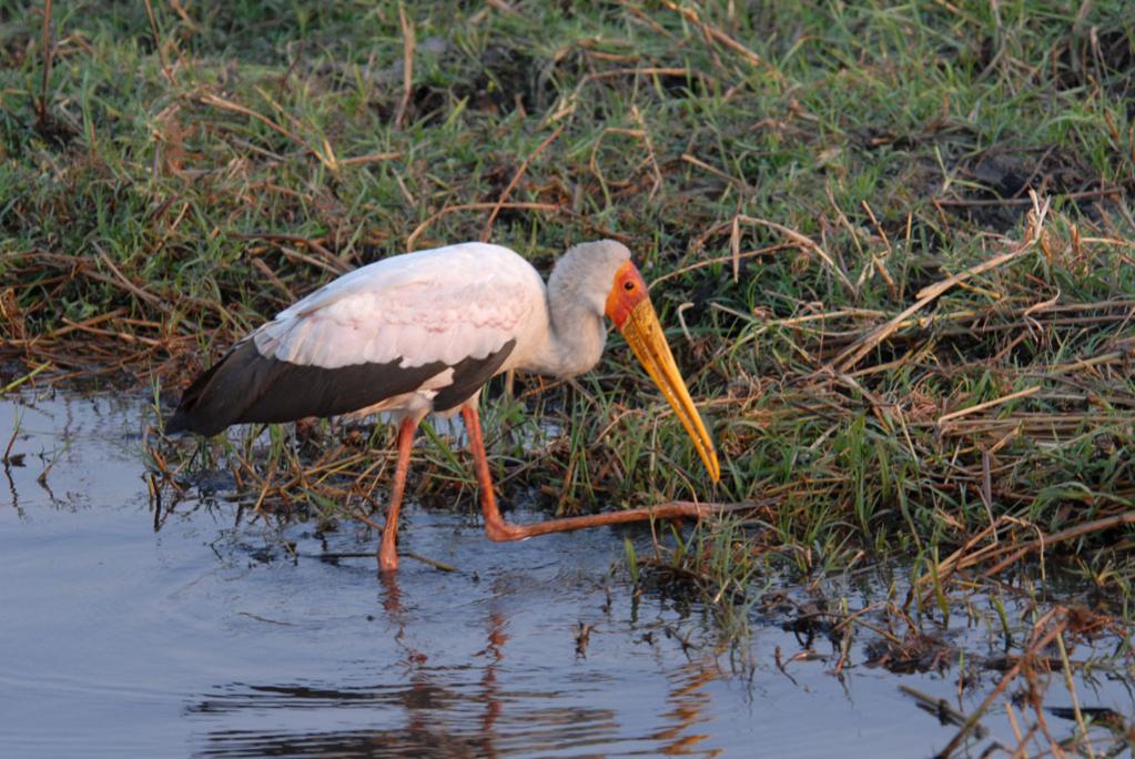 Nimmersatt
Brennweite 400, 1/160 sek, ISO 400, F7,1
Aufgenommen freihand, Chobe