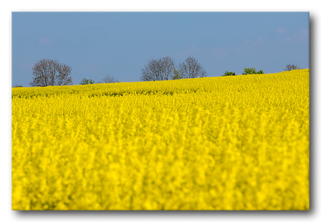 Nittel / Mosel