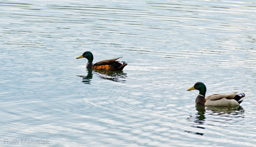 [No title]