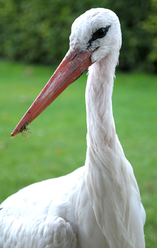 Noch ein Storch im Luisenpark in Mannheim