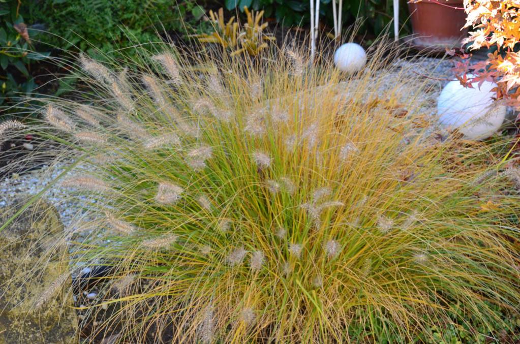 noch eins aus dem Garten