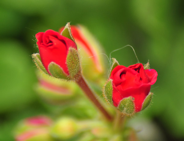 Noch mehr Blümchen im Sommer