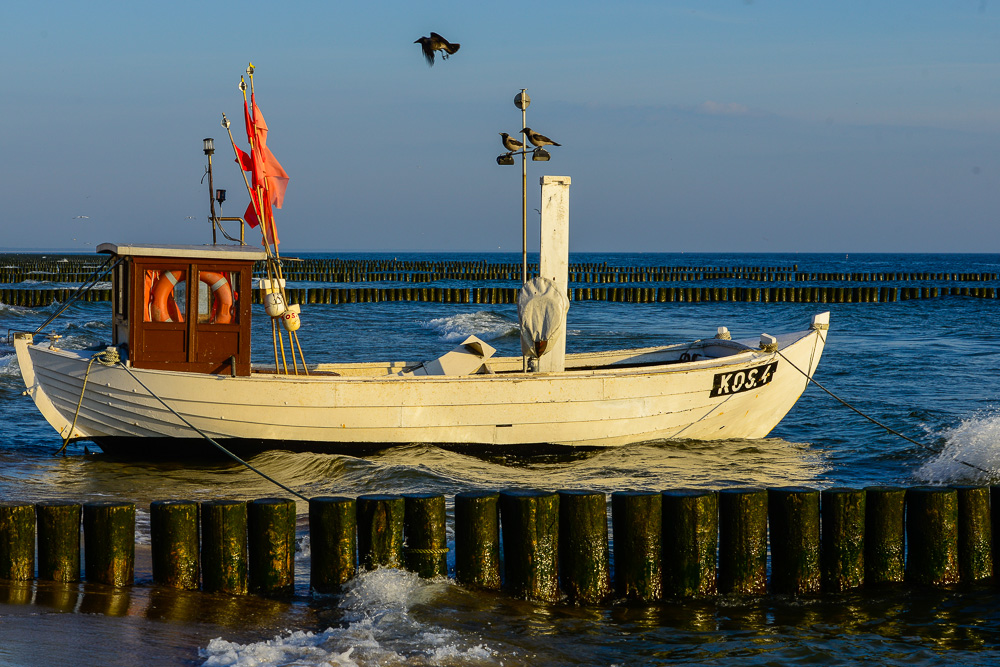 noch`n Bootche von rechts mit Vogis