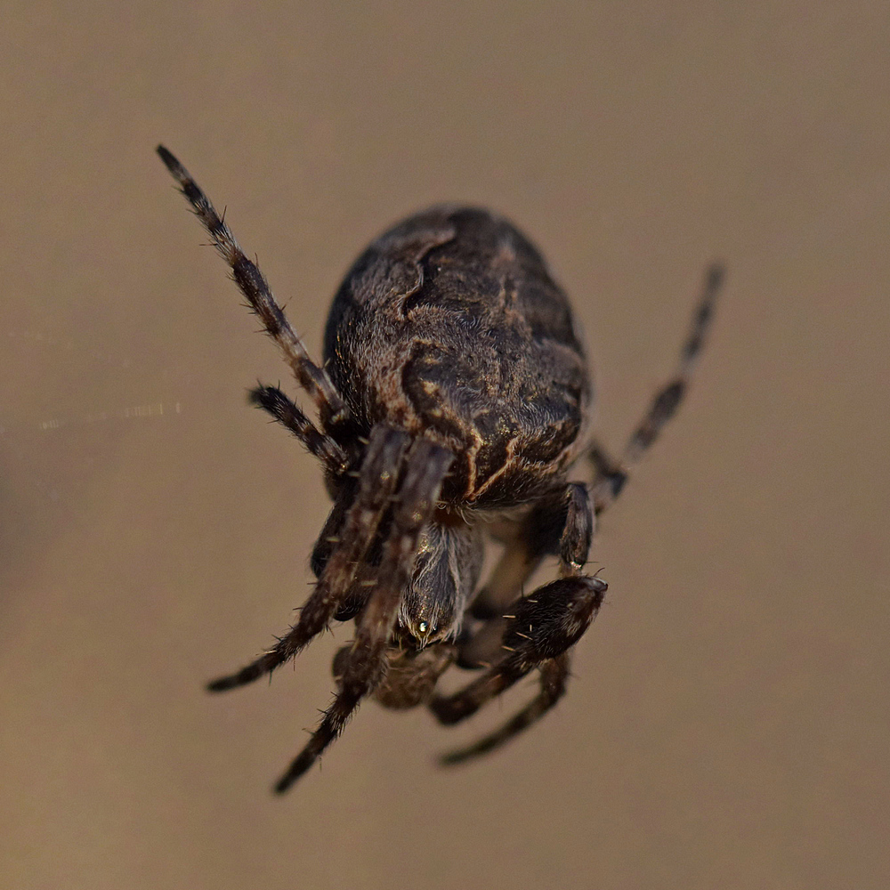 noch  `ne Spinne