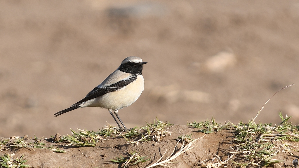 Noch nicht identifiziert.
Könnte ein  Elsterschmäzter oder Nonnenschmätzer sein (pied wheatear)

s782 Soleb Vogel 5379