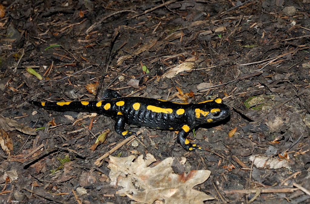 nochmal Feuersalamander