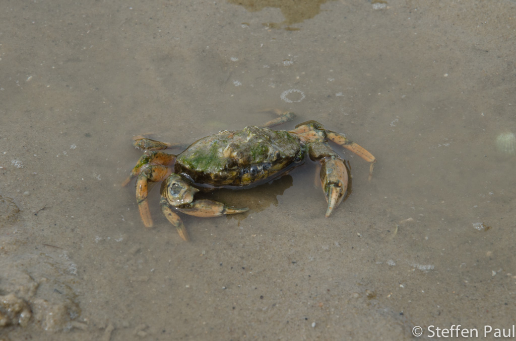 Nordseekrabbe auf Amrum