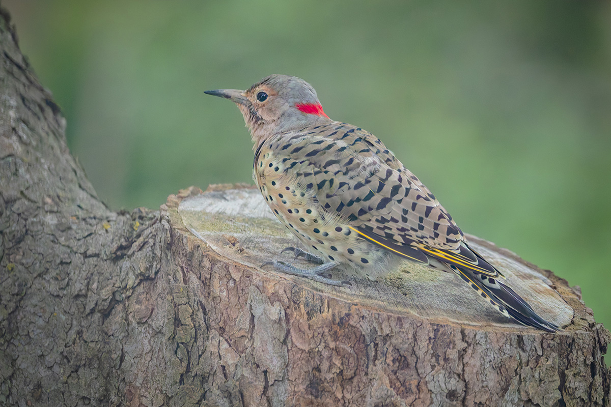 Northern Flicker.jpg