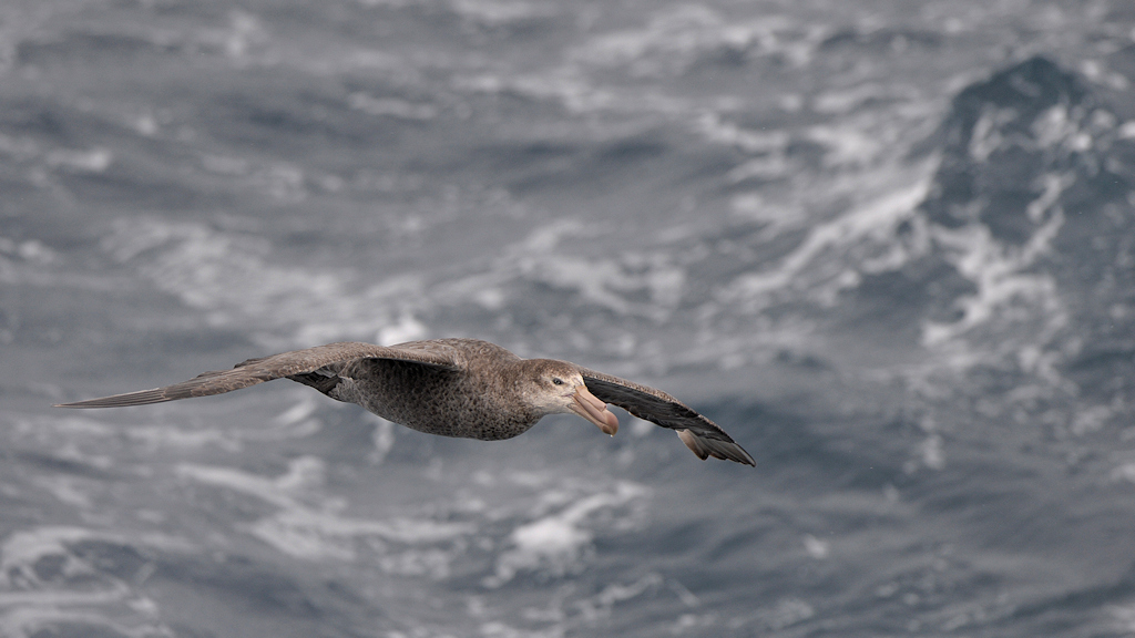 NorthernGiantPetrel
Drake Passage
3716