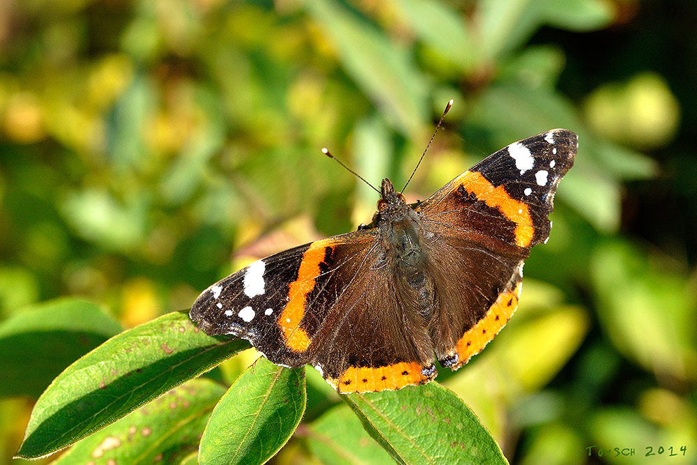 November-Schmetterling