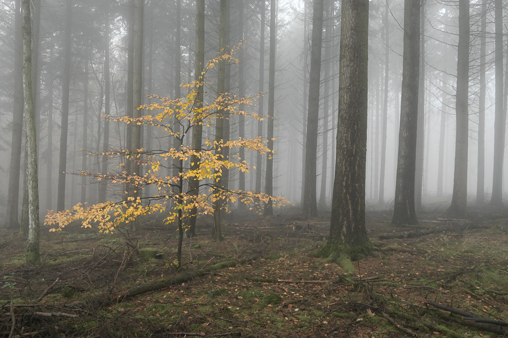 November