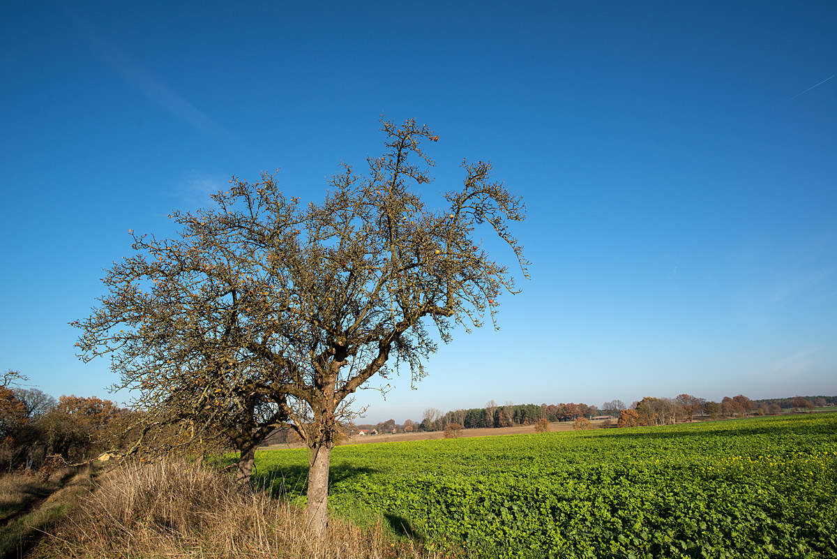 Novemberhimmel