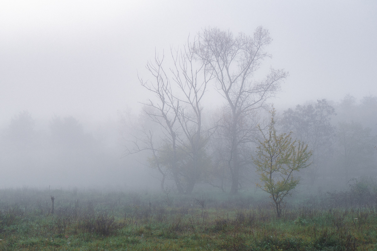 Novembernebel