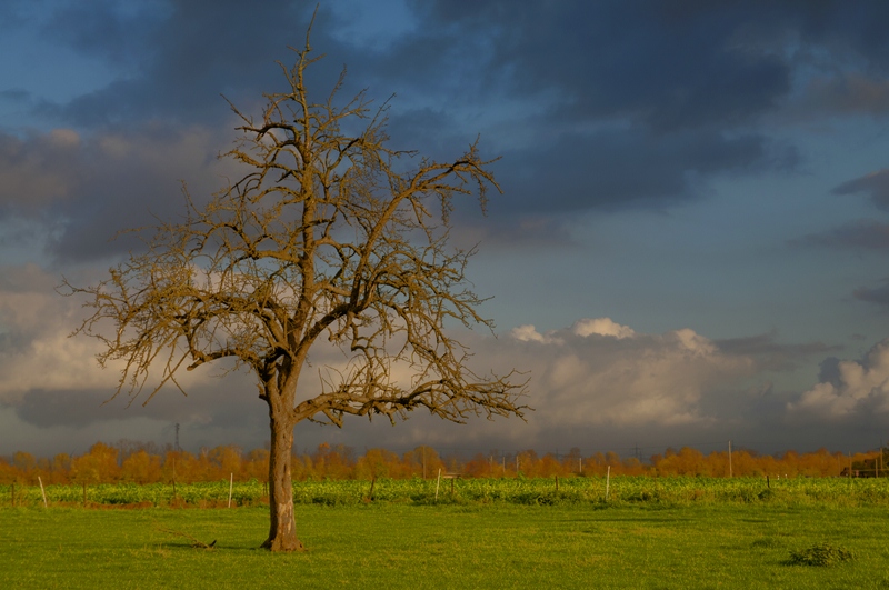 Novembertag