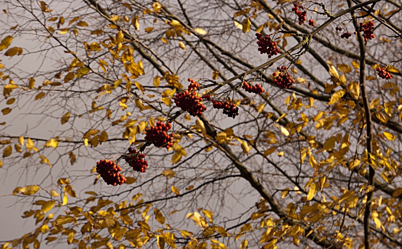 Novembertag
