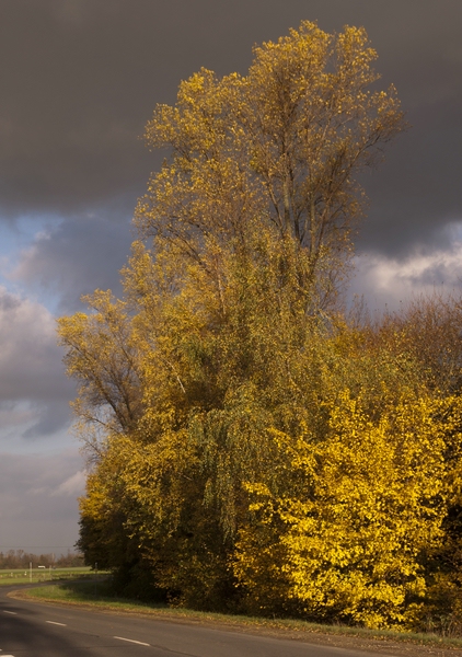 Novembertag