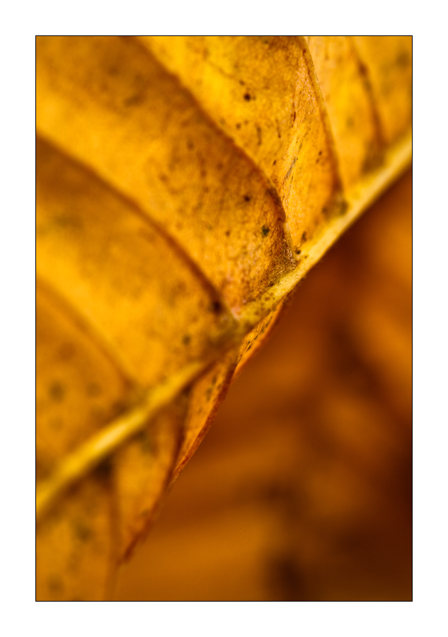Nur ein Blatt