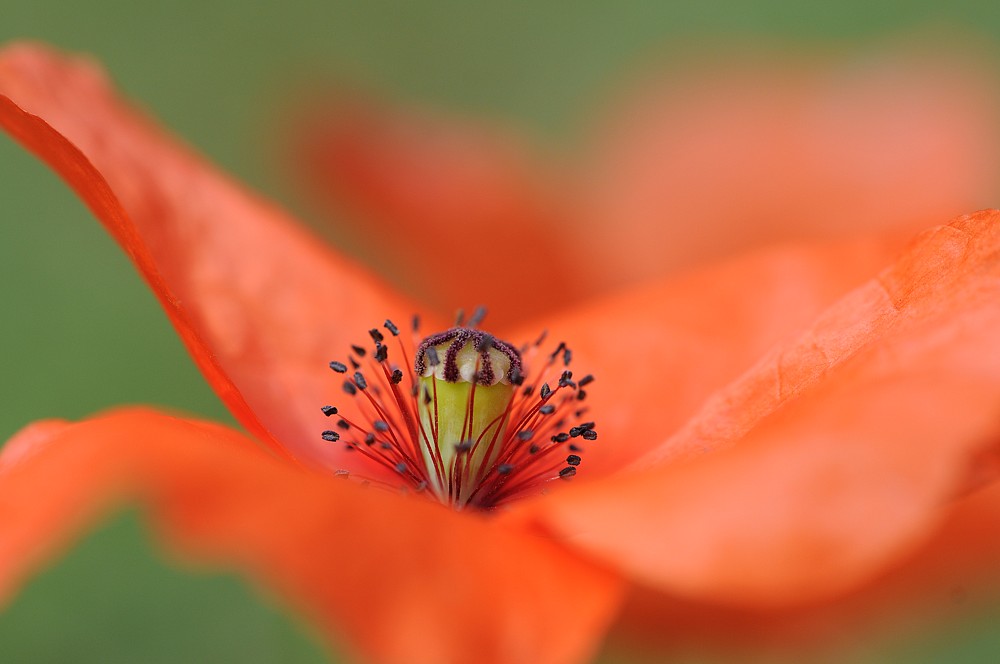 ...nur eine Mohnblume