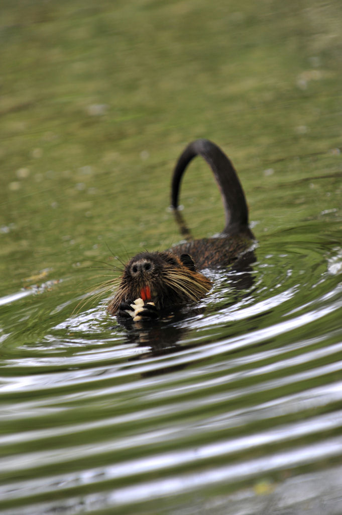Nutria 02