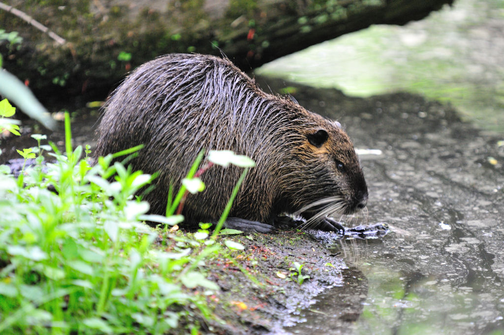 Nutria 03