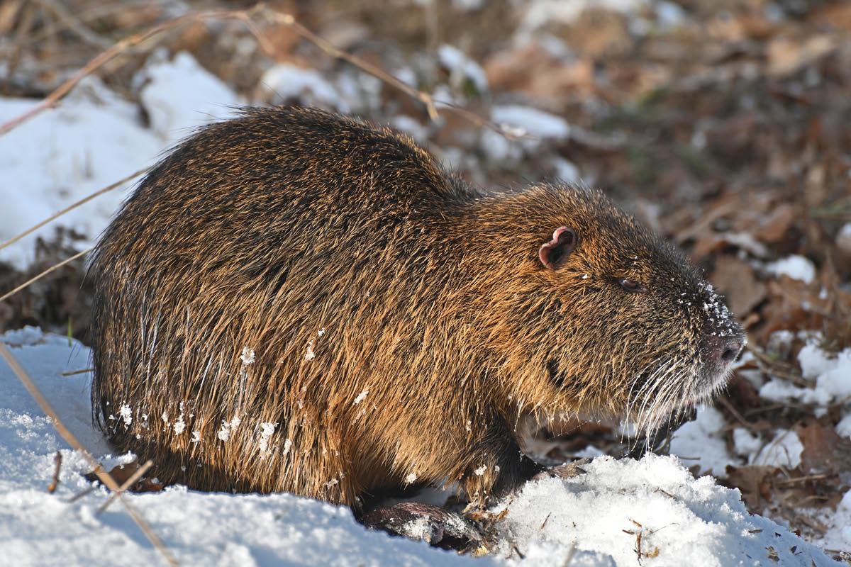Nutria 2.jpg