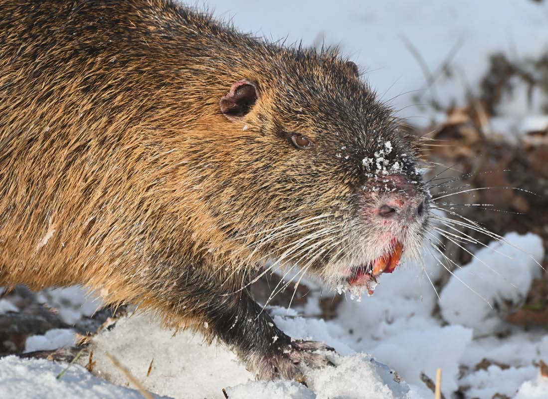 Nutria 4.jpg