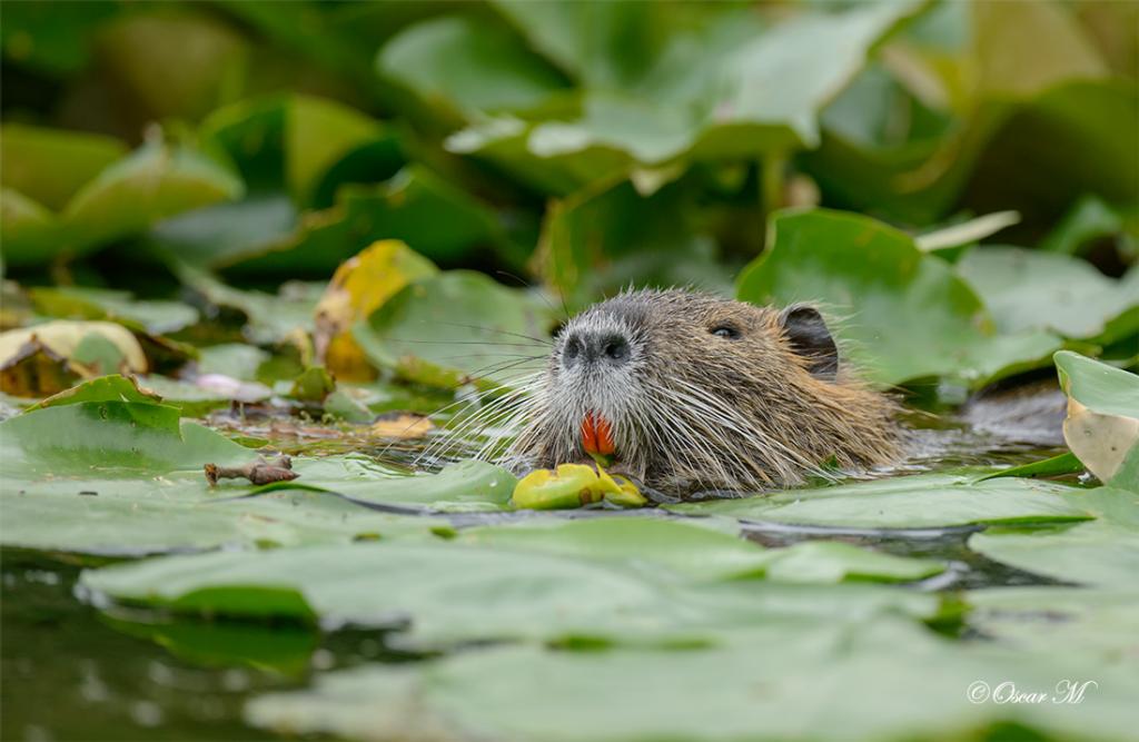 Nutria 9250