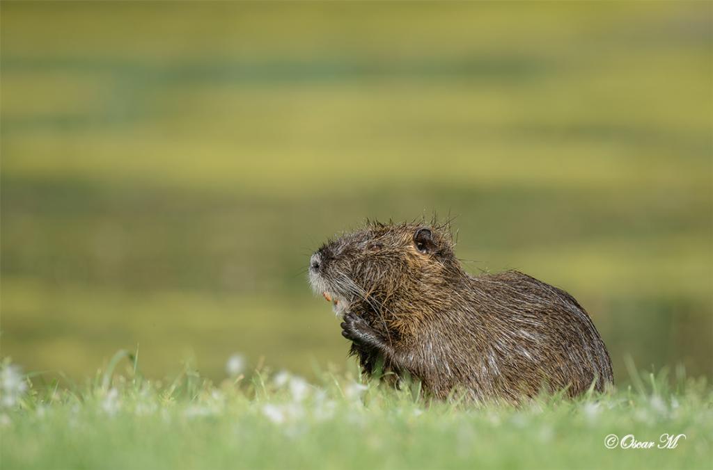 Nutria 9411