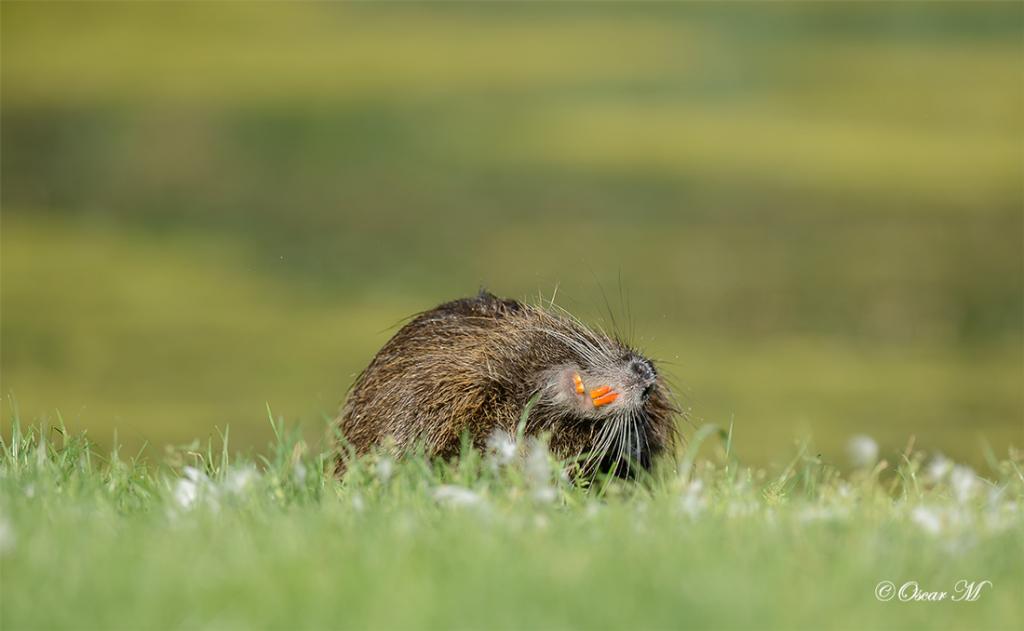 Nutria 9415