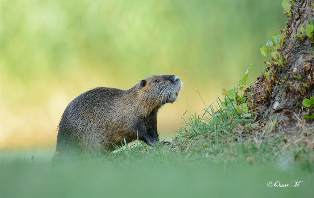 Nutria 9521 2